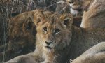 Leone