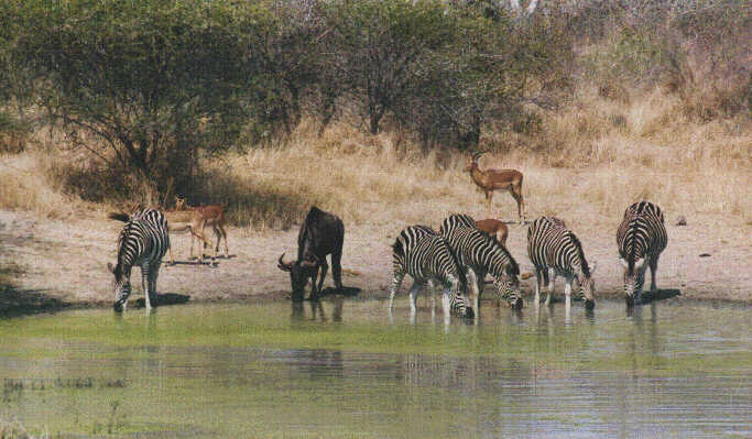 Zebre